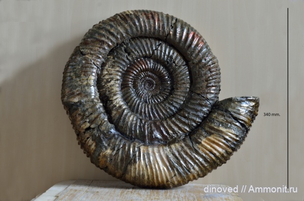 палеонтология, аммониты, мел, Ульяновск, Speetoniceras, готерив, Speetoniceras versicolor