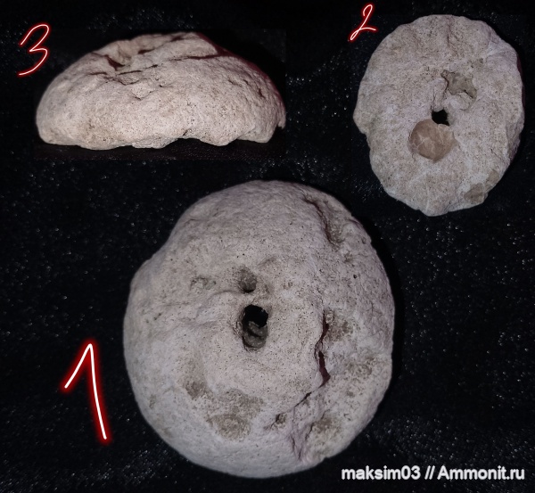 губки, мезозой, верхний мел, hexactinellida, Camerospongiidae, гексактинеллиды
