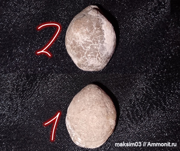 брахиоподы, кайнозой, Terebratulida