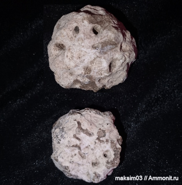 губки, меловой период, hexactinellida, Callodictyonidae