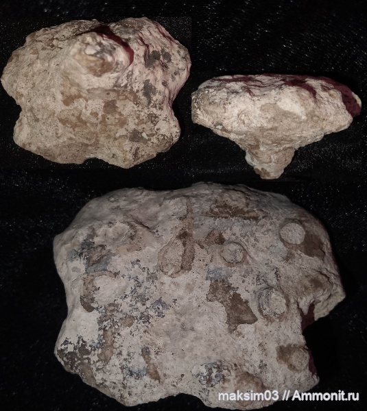 губки, меловой период, сантонский ярус, Tremabolites, hexactinellida, Lychniscosida