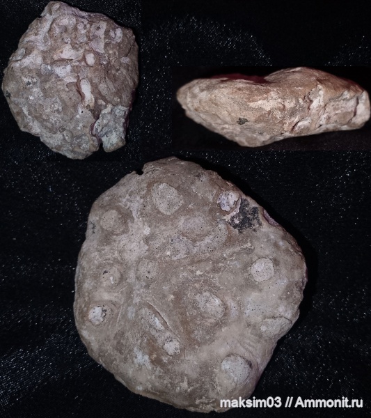 мел, губки, верхний мел, Tremabolites, Aulocystidae