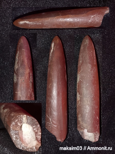 белемниты, мел, головоногие моллюски, Lagonibelus, forma aegra granulata, belemnites, lagonibelus magnificus