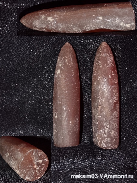 белемниты, мел, головоногие моллюски, Belemnitella, cephalopoda, belemnites