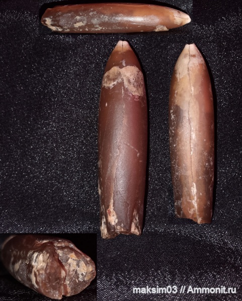 белемниты, мел, cephalopoda, belemnites