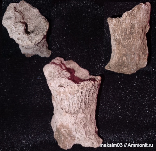 губки, мезозой, Ventriculitidae, Sororistirps, hexactinellida, Sororistirps radiatum