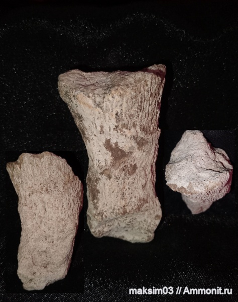 губки, мезозой, Ventriculitidae, Sororistirps, hexactinellida