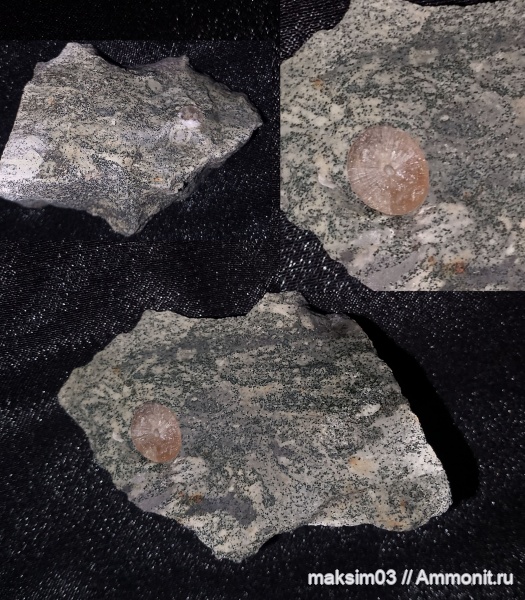 белемниты, головоногие моллюски, мезозой, cephalopoda, belemnites