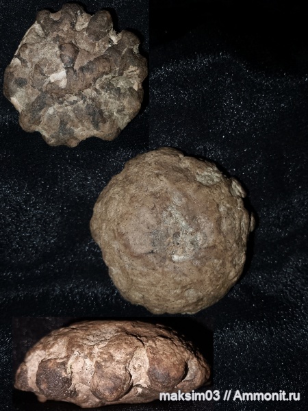 губки, меловой период, Porifera, hexactinellida, гексактинеллиды