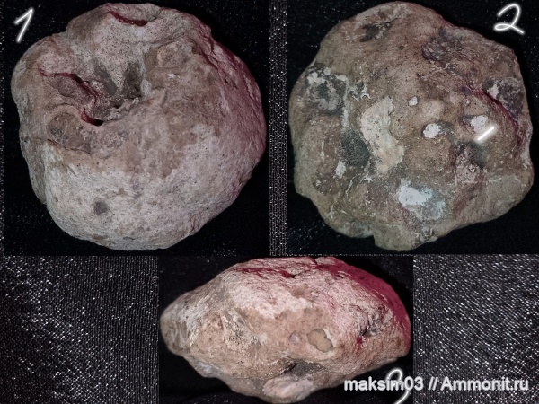 губки, мезозой, hexactinellida, Camerospongia, Camerospongiidae, гексактинеллиды