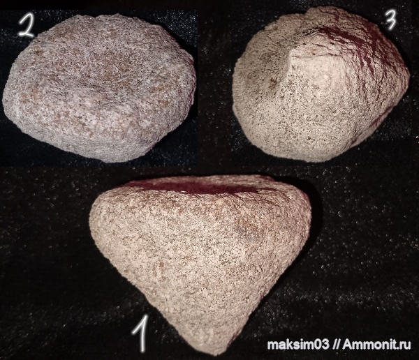 губки, Demospongia