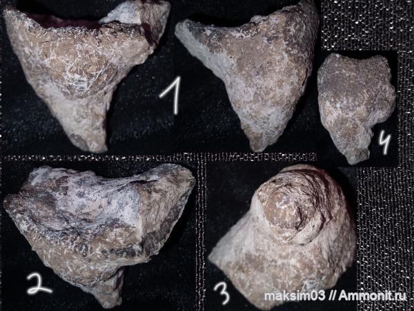 губки, меловой период, Sporadoscinia, hexactinellida, Santonian, гексактинеллиды