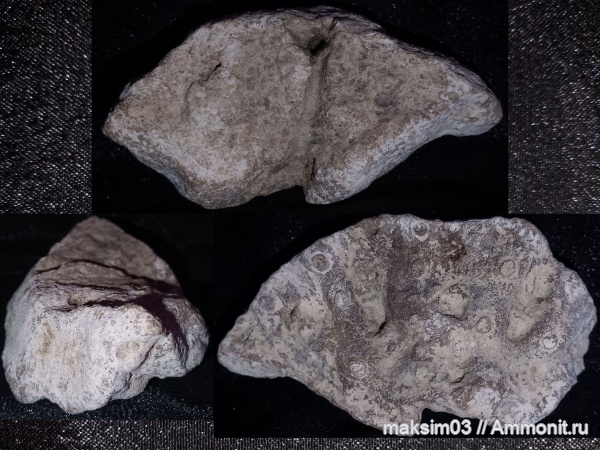 губки, мезозой, Coeloptychium, hexactinellida, Coeloptychium tenuialtus, гексактинеллиды