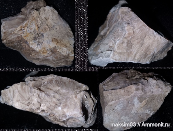 мезозой, верхний мел, Inoceramus