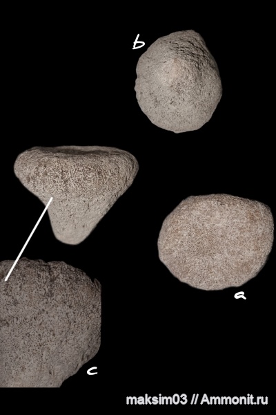 губки, Demospongia