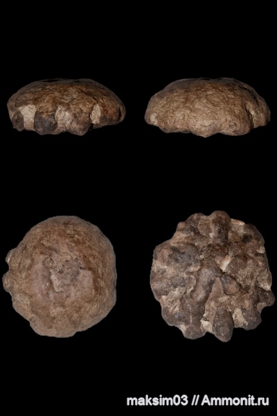 Губки из Саратовской Области