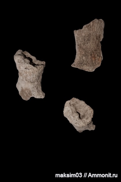 губки, мезозой, Ventriculitidae, Sororistirps, hexactinellida, Sororistirps radiatum