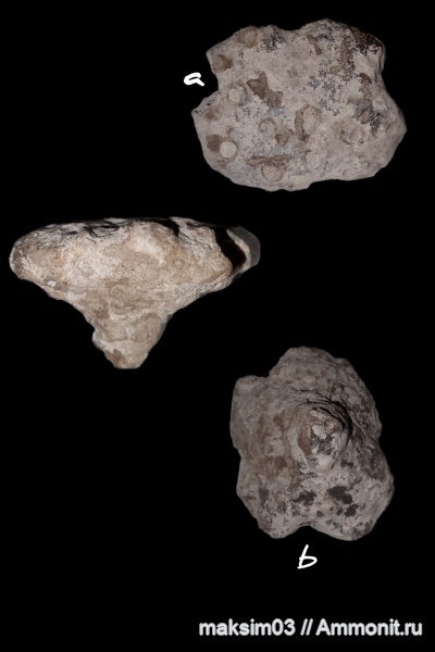 губки, меловой период, сантонский ярус, Tremabolites, hexactinellida, Lychniscosida