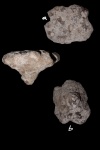 Tremabolites из Колотова Буерака
