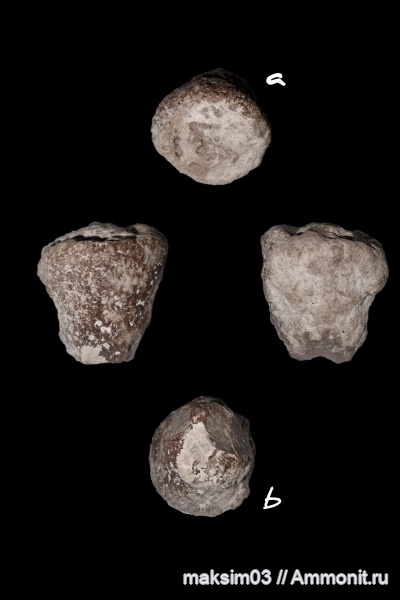 губки, сантонский ярус, Microblastium spinosum, hexactinellida, microblastiidae