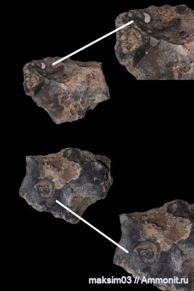 меловой период, брюхоногие моллюски, Gastropoda, Straparollus, Euomphalidae