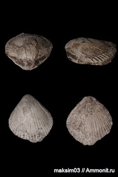 брахиоподы, brachiopoda, Rhynchonellata, Rhynchotrematidae