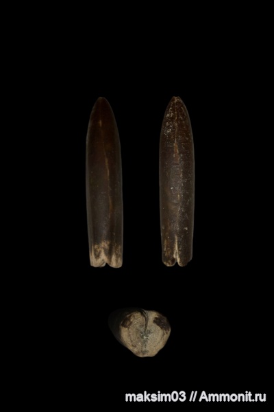 Belemnites