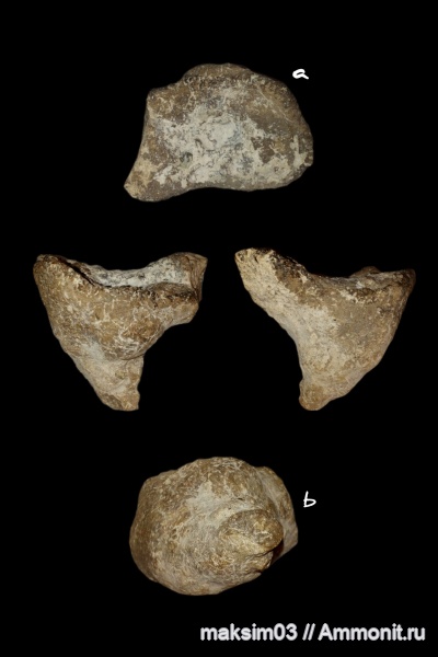губки, меловой период, Ventriculitidae, Sporadoscinia, hexactinellida, Santonian, гексактинеллиды