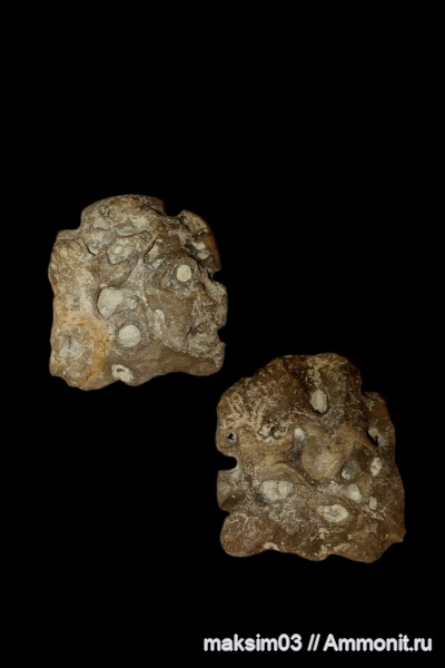 губки, мезозой, верхний мел, Plocoscyphia, hexactinellida, гексактинеллиды