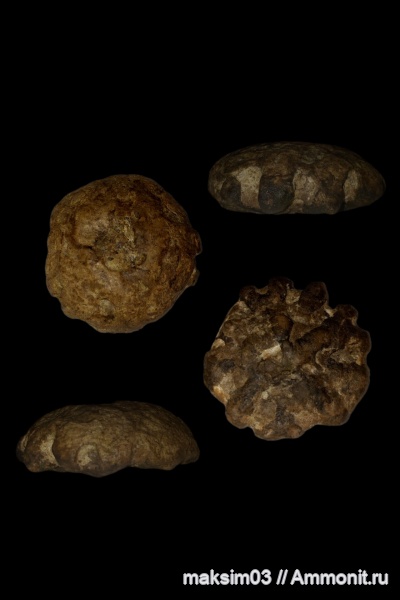 губки, меловой период, Porifera, hexactinellida, гексактинеллиды