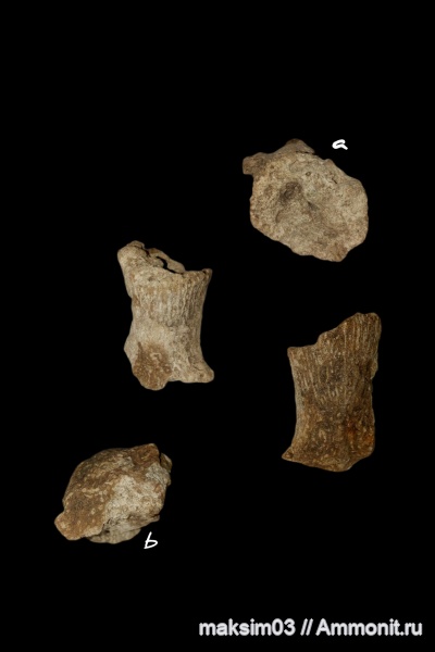 губки, мезозой, Ventriculitidae, Sororistirps, hexactinellida, Sororistirps radiatum