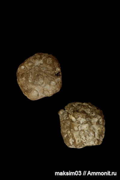 мел, губки, верхний мел, Tremabolites, Aulocystidae