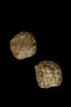 Tremabolites Megastoma (Roemer 1840)
