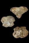 Tremabolites Megastoma из Колотова Буерака