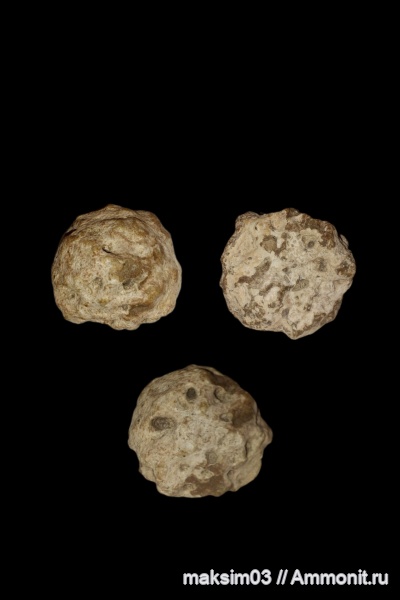 губки, меловой период, Plocoscyphia, Plocoscyphia ovale, hexactinellida, Callodictyonidae