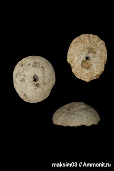 губки, мезозой, верхний мел, hexactinellida, Camerospongiidae, гексактинеллиды