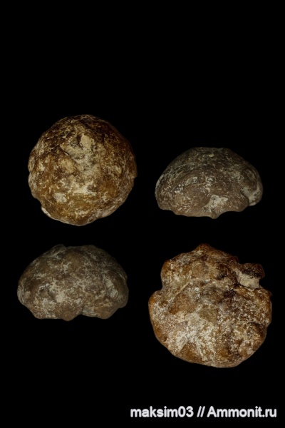 губки, Porifera, etheridgea goldfussi, hexactinellida, Cameroptychiidae