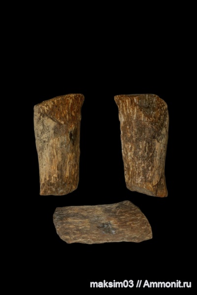 окаменевшее дерево