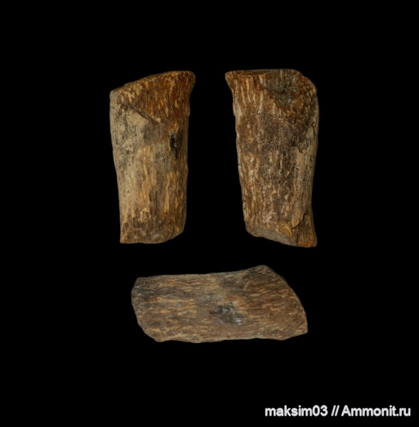 губки, Ventriculitidae, Rhizopoterion, hexactinellida