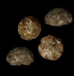 Etheridgea goldfussi