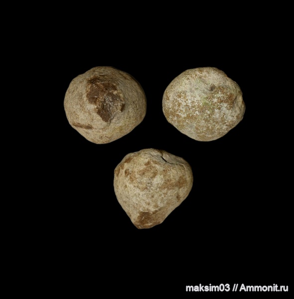 мел, губки, Porifera, Demospongia