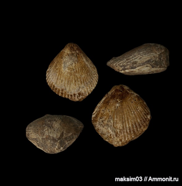 двустворчатые моллюски, bivalvia, Pectinoida, Spondylidae