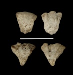 Два сектора диска Foliscyphia disciplana