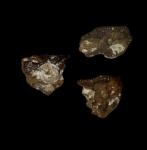 Развернутый Ventriculites sp.?