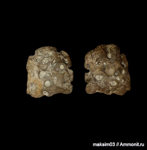 губки, мезозой, верхний мел, Plocoscyphia, hexactinellida, гексактинеллиды