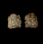 Окремненная губка из Хмелевского, Plocoscyphia?