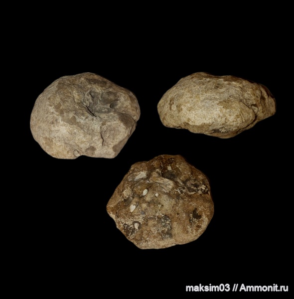 губки, мезозой, hexactinellida, Camerospongia, Camerospongiidae, гексактинеллиды