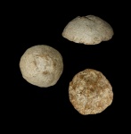 Camerospongia из Хмелевского