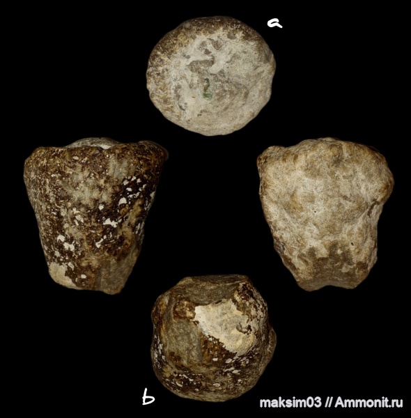 губки, сантонский ярус, Microblastium spinosum, hexactinellida, microblastiidae