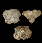 Tremabolites Megastoma из Колотова Буерака